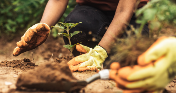 Mapa lidera ações globais contra a crise climática na COP 30