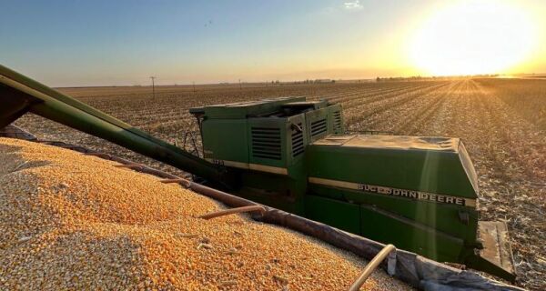 Preços do milho seguem avançando, aponta Cepea