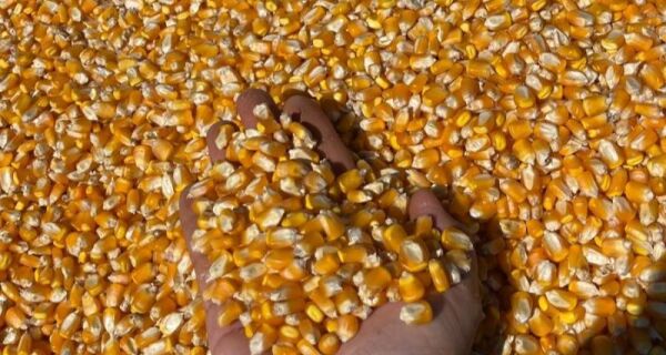 Produtividade do milho aumenta mais de 60% em MS, aponta levantamento do SIGA-MS