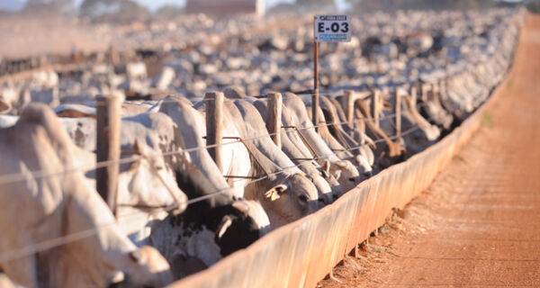 Produtores têm até dia 1&ordm; para fazer declaração e atualização de rebanhos no Estado