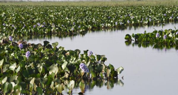 Estado apresenta ao mundo expertise única em carbono neutro e avanço econômico sustentável