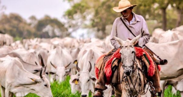 Pecuária mostra que é possível produzir mais e emitir menos gases com tecnologia e manejo eficiente