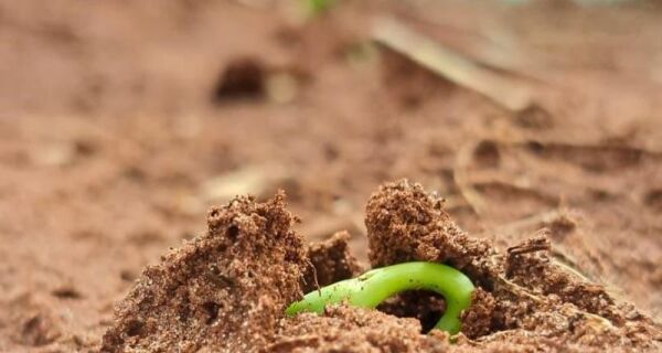 Clima favorável acelera plantio de soja entre outubro e novembro em Mato Grosso do Sul