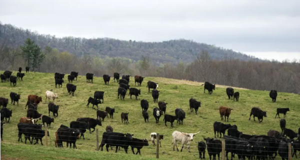 Crise de oferta de gado nos EUA deve persistir até 2027