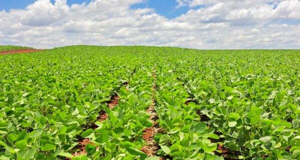 Plantio da soja avança no Estado e supera os 61%
