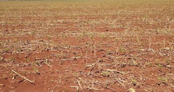 Granizo atinge cerca de 2 mil hectares de soja em Mato Grosso do Sul