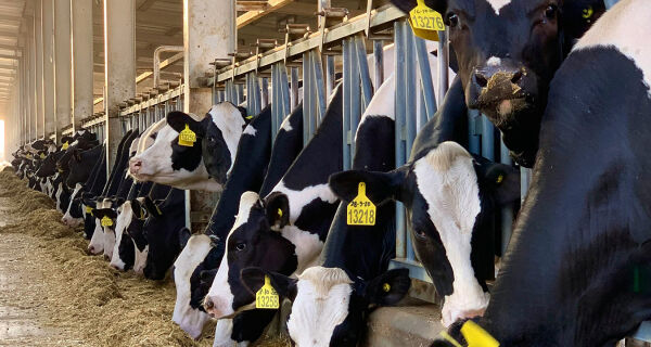 Moscas domésticas comprometem produção e qualidade do leite nas fazendas, alerta especialista