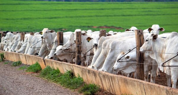 Melhora nas margens estimula alta no confinamento de bovinos