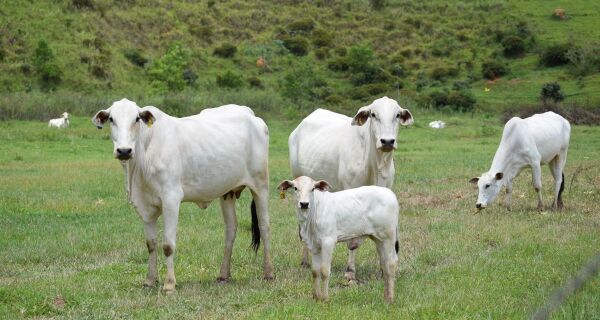 Cai a relação de troca entre bezerro e boi gordo