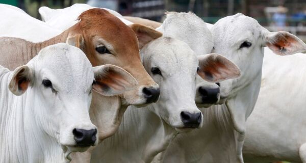 Cotação do boi gordo segue com tendência de alta