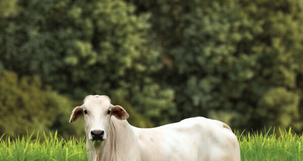 FGV: Pecuária moderna brasileira fará emissões caírem pelo menos 79,9% até 2050