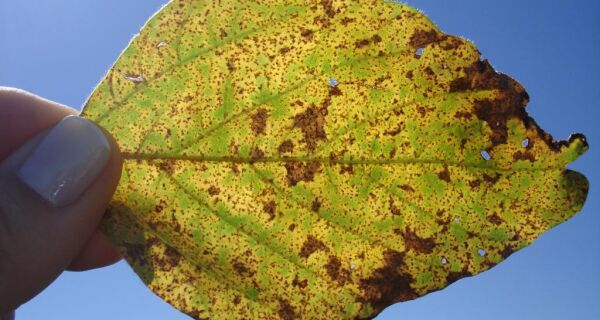 Primeiro foco de ferrugem asiática em área comercial é confirmado em MS