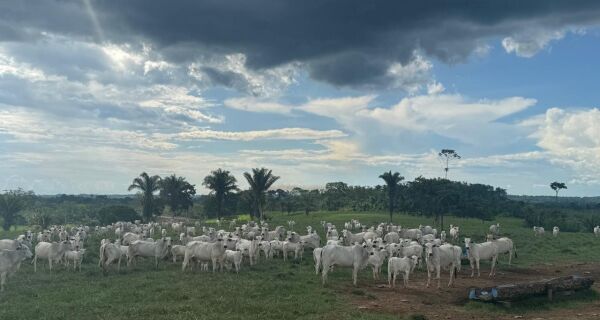 Chuvas trazem perspectiva de bom desempenho na recria do gado