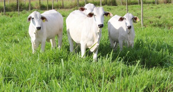 Embrapa lança curso com foco em produção animal sustentável