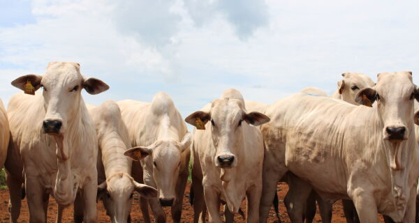 Mercado do boi segue com liquidez moderada