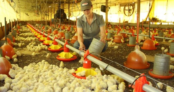 Programa Frango Vida fortalece avicultura e estimula projeto de escola avícola em MS