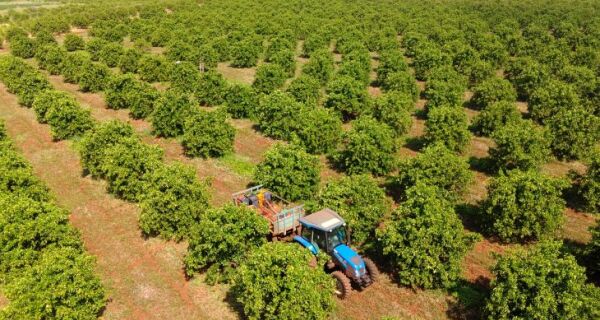 MS Citrus Summit vai debater nova fronteira produtiva em Três Lagoas