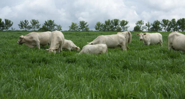 Janela para plantio de pastagens acompanha o período de chuvas 