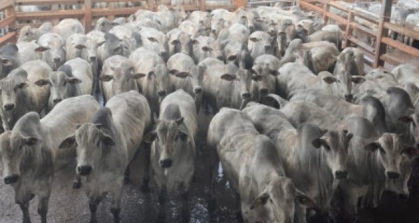 2.209 animais foram avaliados na última etapa do Circuito Nelore de Qualidade em 2025, em Campo Gran