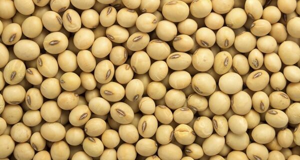 Soja: negócios iniciam dezembro em ritmo lento; produtor atento ao clima