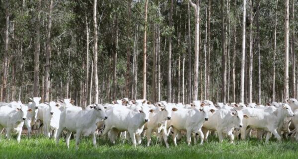 MS conduz recuperação de pastagens e se consolida como referência em agropecuária sustentável