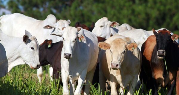 Preço da arroba do gado gordo sobe com expectativa de demanda dos EUA