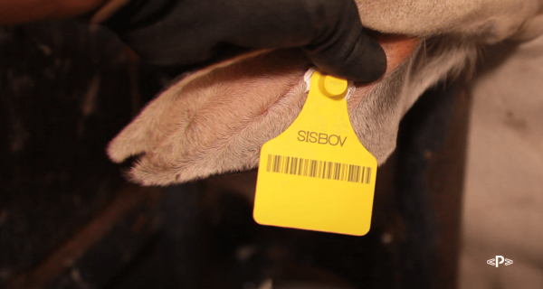 Brasil tenta destravar rastreabilidade de bovinos após duas décadas de atraso