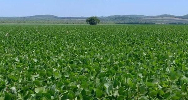 Prazo para cadastro de áreas de soja encerra em um mês em Mato Grosso do Sul