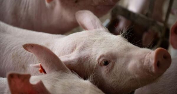 Novo status sanitário amplia credibilidade da suinocultura de MS e impulsiona abates e exportações