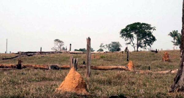 Governo quer ter árabes como sócios em recuperação de pastos