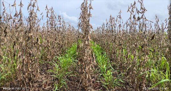 Embrapa disponibiliza folder gratuito sobre a tecnologia Antecipasto