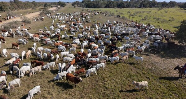 Dados apontam para pecuária no Pantanal mais sustentável e tecnificada em MS