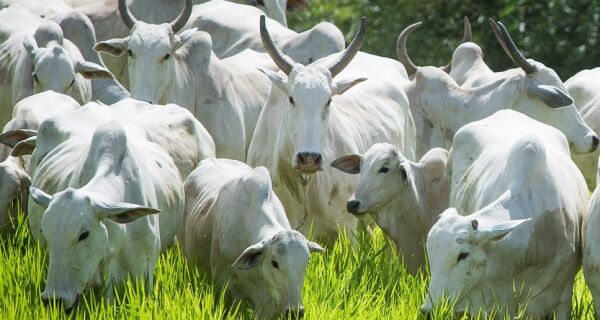 Queda de braço entre frigoríficos e pecuaristas continua sem vencedores