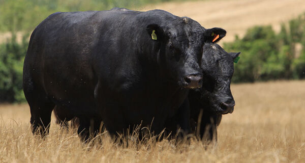 Selo inédito vai impulsionar o mercado de carnes premium no Brasil