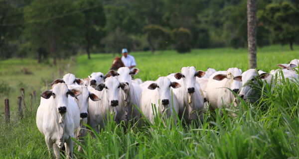 Para Scot Consultoria, arroba do boi gordo despenca em Mato Grosso do Sul
