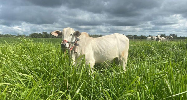 Consórcio de gramíneas com leguminosas em ILP faz boi ganhar peso e reduz emissões de metano