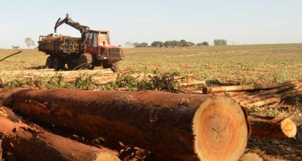 Em MS, preço do eucalipto para celulose valoriza 36% em um ano 