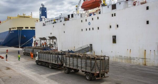 Exportações de gado vivo voltam a superar 1 milhão de cabeças