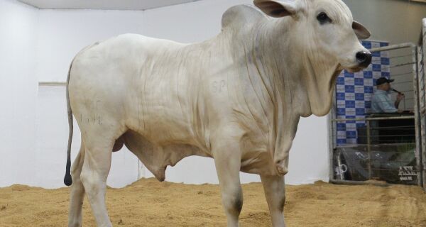 Leilões da Expogrande 2026 já superam o ano passado em 20%