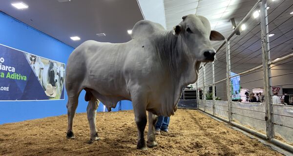 Pecuária de corte de MS vive momento sólido e impulsiona crescimento dos leilões na Expogrande