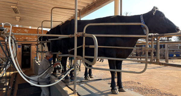 Estoques elevados pressionam cotações do leite no campo pelo 8&ordm; mês