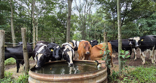 Leite: Preços acumulam queda de 25,8% em 2025