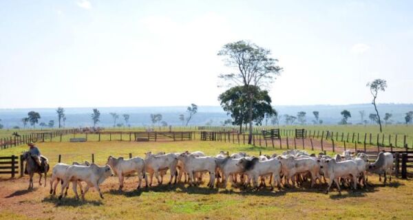 Ciclo pecuário entra em fase de transição e exige decisões estratégicas do produtor