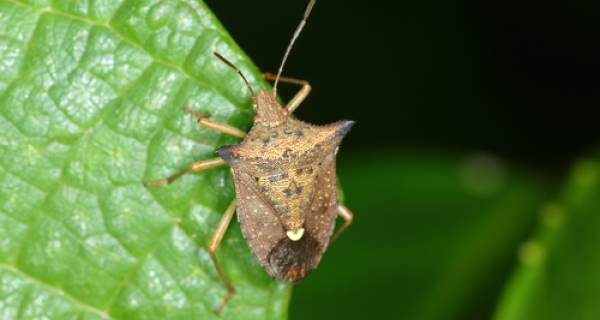 Percevejo-marrom pode comprometer cerca de 30% da produtividade da safra de soja, aponta estudo