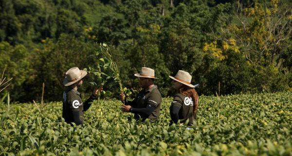 Rally da Safra avalia lavouras de soja e projeta recuperação de produtividade em MS