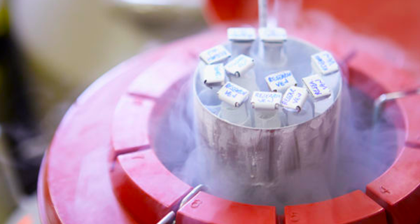 Mercado de genética bovina vive momento de retomada