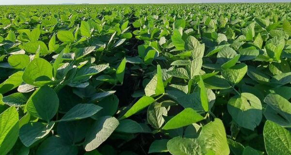 Hedgepoint projeta safra de soja do Brasil em 179,5 milhões de toneladas
