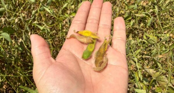 Clima seco deixa produtores da região Sul de MS em alerta