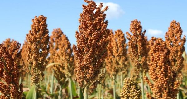 Sorgo cresce forte na safrinha de MS e vira aposta estratégica com demanda das usinas de etanol