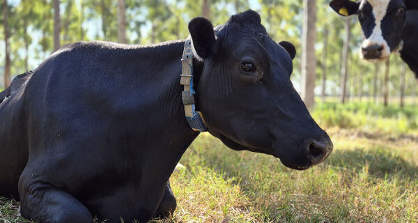 Novos protocolos estabelecem práticas de baixo carbono na produção de leite